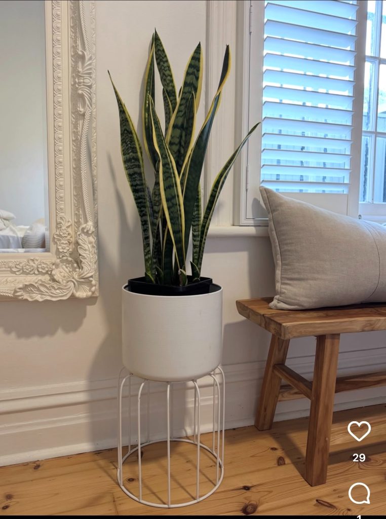 Add Organic Textures Through Plants and Woven Accents