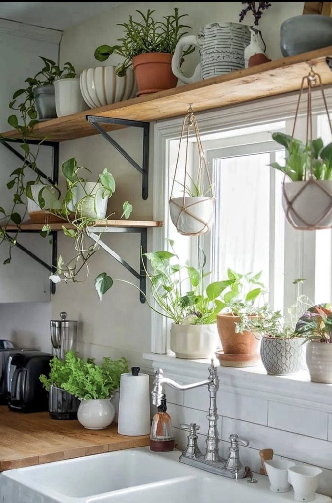 Hanging plants on kitchen wall